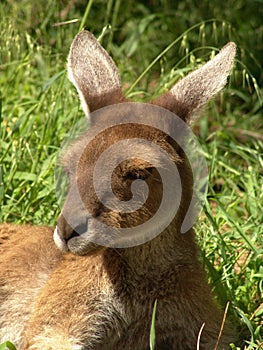 kangorro