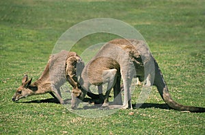 KANGOUROU GEANT macropus giganteus