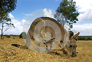 KANGOUROU GEANT macropus giganteus