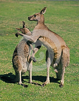 KANGOUROU GEANT macropus giganteus