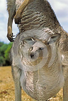 KANGOUROU GEANT macropus giganteus