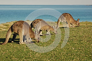Kangroo herd-Australia