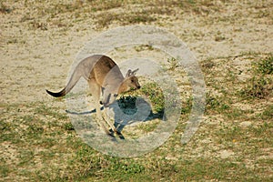 Kangroo hopping-Australia