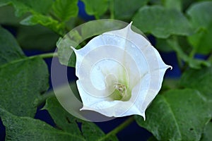 This is a Kangung Flower  is known in English as water spinach, river spinach, water morning glory, water convolvulus