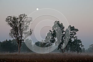 Kanha National Park - India