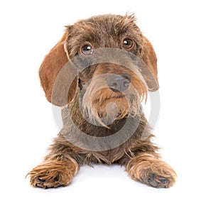 Kaninchen Wire-haired Dachshund