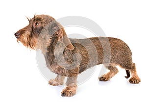 Kaninchen Wire-haired Dachshund