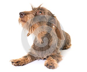 Kaninchen Wire-haired Dachshund photo