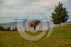 KANINE, ALBANIA: A cow stands at the ruins of the castle of Kanina, on the horizon of the city of Vlora.