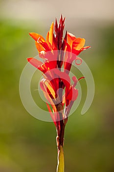 Kanna or canna-lily, although not a real lily - the genus of ten