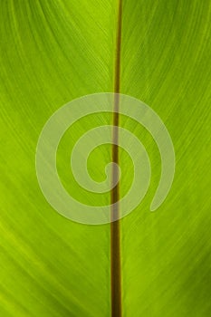 Kanna green leaf
