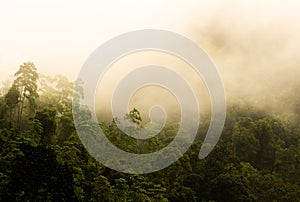 Kannelya rainforest landscape with morning fog