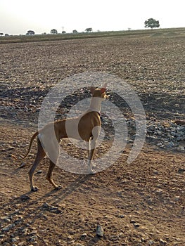 kanni or chippiparai hunting dog of India