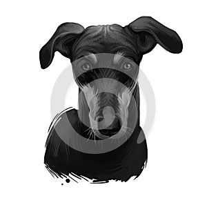 Kanni, Maiden`s Beastmaster, Chippiparai dog digital art illustration isolated on white background. South India origin scenthound