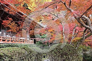 Kannon-do and autumn leaves in Daigoji Temple, Kyoto, Japan