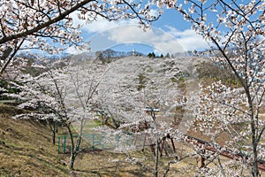 The Kannon statue and Funaoka castle ruin park, Miyagi, Japan.