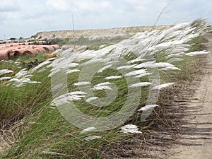 Kans is a grass near sea shore.