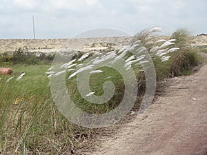 Kans is a grass near sea shore.