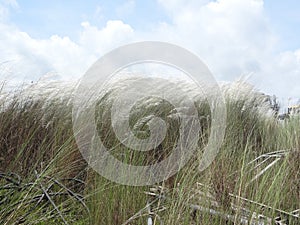 Kans is a grass near sea shore.