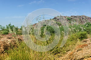 Kans grass, Saccharum spontaneum, at Rao Jodha Desert Rock Park, Jodhpur, Rajasthan, India. Near the historic Mehrangarh Fort ,