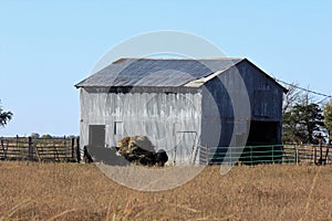 Kansas Cow`s in Corral next to a soybean field with a shed and blue sky.