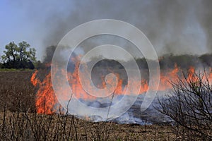 Kansas farm field burning to regenerate new life with flames and smoke out in the country.