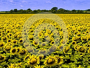 Kansas Farm Field With Dense Crop of Bright Yellow Sunflowers