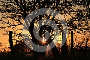 Kansas Sunset with a tree silhouette that`s bright and colorful with the Sun and a fence.