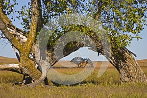 Kansas Tallgrass Prairie Prairie Preserve Cottonwood Arch