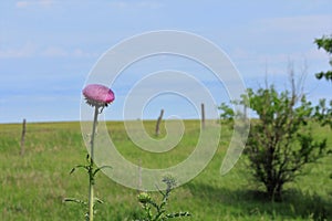 Kansas Thistle shot closeup with a purple bloom that`s bright and colorful in a pasture.