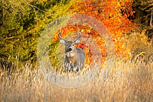 Kansas Whitetail Buck on a warm Autumn morning sunrise.