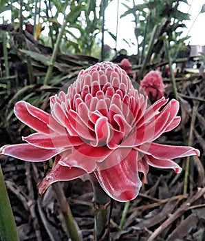 This is a kantan flower