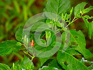 Kanthari Chili - Capsicum Frutescence - A Pungent variety of Bird`s Eye Chili in Kerala, India photo