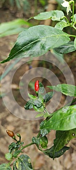 kanthari chilli or birds eye chilli  pepper kerala
