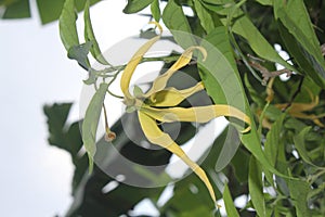 Kantil flower from Indonesia