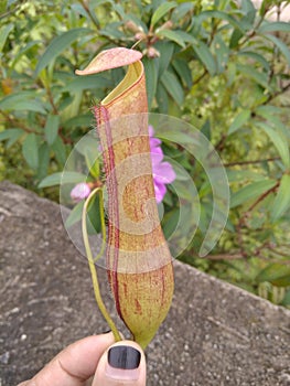 Kantong semar is Carnivora plant indonesia photo
