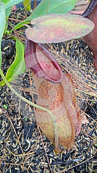 kantong semar plant flower nephentes indonesia photo