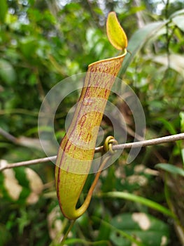 Kantung semar is the Nephentes spesies photo