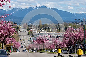 Kanzan cherry blossom lined streets and the North shore mountains in the background.