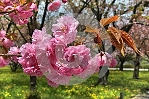 Kanzan cherry blossoms in Kyoto