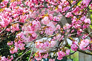 Kanzan or Japanese cherry blossom flowers