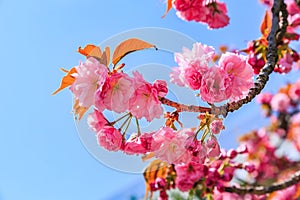 Kanzan or Japanese cherry blossom flowers