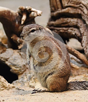 Kap-BorstenhÃ¶rnchen Xerus inauris