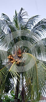 Kapal coconut tree photo