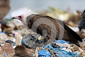 Kapgier, Hooded Vulture, Necrosyrtes monachus