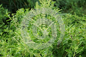 `kaphrao` Thai basil or sweet basil scientific name Ocimum basilicum,Pan right of thai Lemon basil plants organic vegetable acre