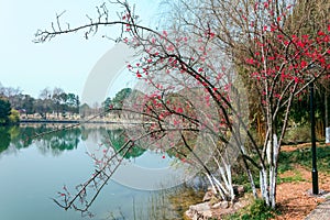 Kapok bloom in the lake.