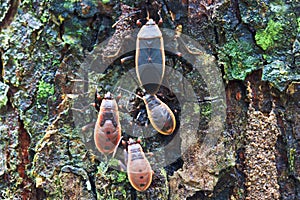 Kapok bug or Probergrothius nigricornis