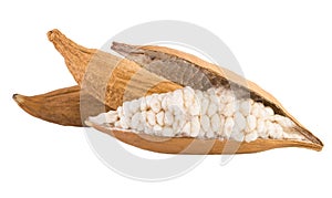 Kapok dried fruits with kapok fibres isolated on white photo