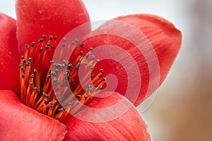 Kapok flower detail